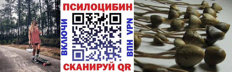 Галлюциногенные грибы Psilocybe Темрюк